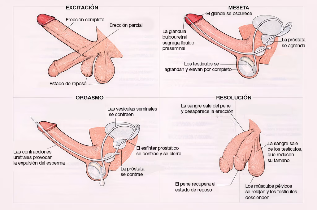 CAMBIOS EN LOS GENITALES MASCULINOS DURANTE EL CICLO DE RESPUESTA SEXUAL