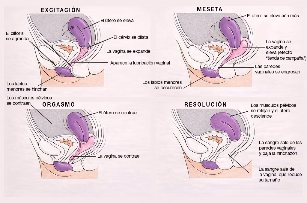 CAMBIOS EN LOS GENITALES FEMENINOS DURANTE EL CICLO DE RESPUESTA SEXUAL